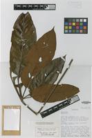 Type of Schefflera yutajensis Steyerm. & Holst [family ARALIACEAE]