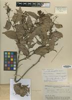 Type of Cynometra stenopetala Dwyer [family LEGUMINOSAE-CAES.]