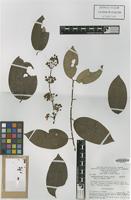 Isotype of Banisteriopsis lyrata B.Gates [family MALPIGHIACEAE]