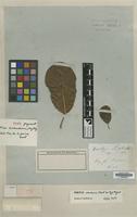 Isotype of Urostigma luschnathiana Miq. [family MORACEAE]