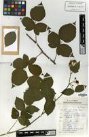 Holotype of Rubus phoenicacanthus A.Beek [family ROSACEAE]