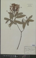 Isotype of Ixora stolzii K.Krause [family RUBIACEAE]