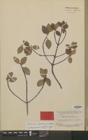 Type of Malanea tafelbergensis Steyerm. [family RUBIACEAE]