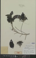 Syntype of Pavetta lebrunii Bremek. [family RUBIACEAE]