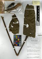 Isotype of Talisia amaruayana Steyerm. [family SAPINDACEAE]