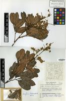 Holotype of Talisia simaboides K.U.Kramer [family SAPINDACEAE]