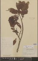 Holotype of Pouteria pullei Eyma [family SAPOTACEAE]