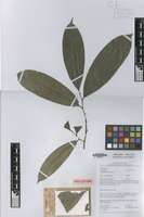 Holotype of Klarobelia megalocarpa Chatrou [family ANNONACEAE]