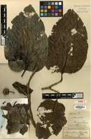 Type? of Sarcocephalus buruensis Miq. [family RUBIACEAE]