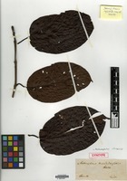 Syntype of Anthocephalus morindifolius Korth. [family RUBIACEAE]