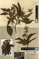 Type? of Mussaenda sericea Blume [family RUBIACEAE]