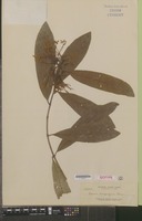 Isotype of Ixora magnifica Elmer [family RUBIACEAE]