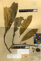 Type of Mangifera langong Miq. [family ANACARDIACEAE]