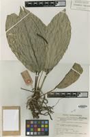 Holotype of Anthurium lanjouwii A.M.E.Jonker & Jonker [family ARACEAE]