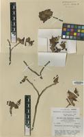Isotype of Pedilanthus coalcomanensis Croizat [family EUPHORBIACEAE]