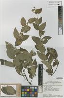 Isotype of Banisteriopsis malifolia (Nees & Mart.) B.Gates var. appressa B.Gates [family MALPIGHIACEAE]