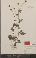 Isotype of Geum aleppicum Jacq. var. cuneatum [family ROSACEAE]