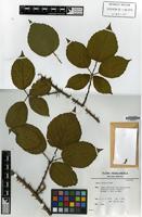 Holotype of Rubus discors A.Beek [family ROSACEAE]