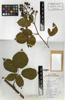 Holotype of Rubus proiectus A.Beek [family ROSACEAE]
