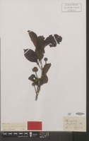 Type of Sarcocephalus junghuhnii Miq. [family RUBIACEAE]