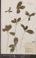 Type of Pavetta handenina Bremek. [family RUBIACEAE]