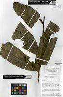 Isotype of Talisia amaruayana Steyerm. [family SAPINDACEAE]