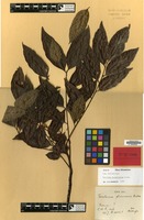 Isotype of Toechima plurinerve Radlk. [family SAPINDACEAE]