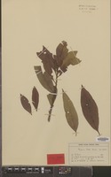 Isotype of Pouteria pullei Eyma [family SAPOTACEAE]