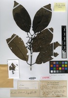 Syntype of Randia forbesii King & Gamble [family RUBIACEAE]