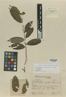 Isotype of Lacistemopsis poculifera Kuhlm. [family LACISTEMATACEAE]