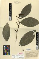 Isotype of Piper vicosanum Yunck. [family PIPERACEAE]