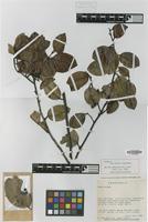 Isotype of Ilex polita Steyerm. [family AQUIFOLIACEAE]