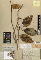 Holotype of Hoya tenggerensis Bakh.f. [family ASCLEPIADACEAE]