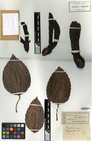Syntype of Dipterocarpus griffithii Miq. [family DIPTEROCARPACEAE]