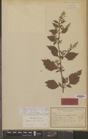 Holotype of Pogostemon hortensis Backer ex Adelb. [family LABIATAE]