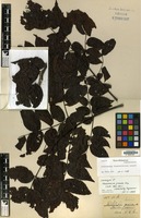 Lectotype of Mezoneuron grande Miq. [family LEGUMINOSAE-CAES.]