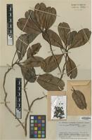 Isotype of Wallacea riparia Gleason & A.C.Sm. [family OCHNACEAE]