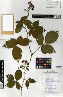 Holotype of Rubus discors A.Beek [family ROSACEAE]