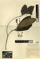 Type of Pavetta ruttenii Bremek. [family RUBIACEAE]