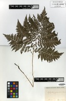 Type of Cystopteris spinulosa Maxim. [family PTERIDOPHYTA]