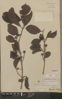 Type of Sarcocephalus junghuhnii Miq. [family RUBIACEAE]