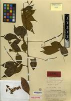 Holotype of Paullinia acuminata Uittien [family SAPINDACEAE]