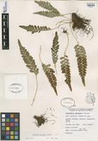 Filed as Polypodium amorphum Suksd. [family POLYPODIACEAE]