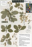 Filed as Prunus x pugetensis Jacobson & Zika [family ROSACEAE]