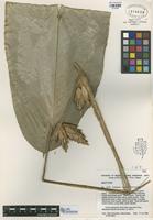 Isotype of Calathea lanicaulis H. Kenn. [family MARANTACEAE]
