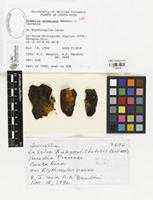 Type of Tremella armeniaca Bandoni & J. Carranza [family TREMELLACEAE]