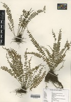 Filed as Asplenium sandersonii Hook. [family ASPLENIACEAE]