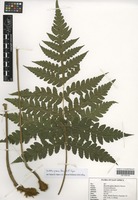 Filed as Blotiella glabra (Bory) R. M. Tryon [family DENNSTAEDTIACEAE]