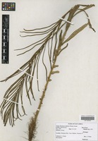 Filed as Blechnum tabulare (Thunb.) Kuhn [family BLECHNACEAE]
