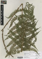 Filed as Polystichum transvaalense N. C. Anthony [family DRYOPTERIDACEAE]